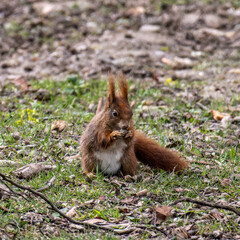 Grey squirrel, Sciurus at Old North Cemetery of Munich, Germany