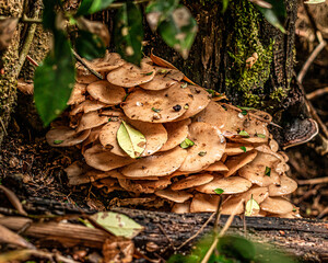 mushrooms on a tree