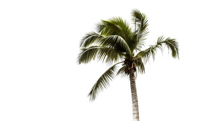 Fototapeta na wymiar Palm tree PNG transparent