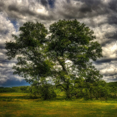 Fototapeta na wymiar Big Tree in Cloudy Weather