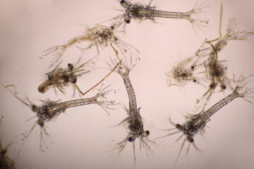 White shrimp. Zoea stage of Vannamei in light microscope, Shrimp larvae under a microscope,...