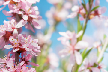 Blooming pink sakura blossom. Spring background of macro almond blossom tree branch. Happy Passover background. World environment day concept. Easter, Birthday, womens  holiday banner. Selective focus