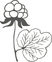 Cloudberry plant silhouette, leaf and berry black outline drawing