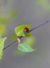 ladybird on a leaf
