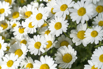 白い花　群生　ノースポール