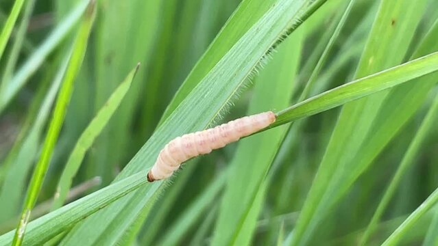 Die gelbe Raupe eines Schmetterlings auf einem Grashalm.