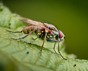 close up of a fly