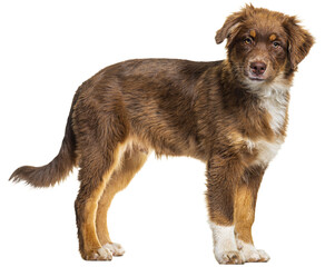 Brown Australian shepherd dog looking at camera, isolated on white