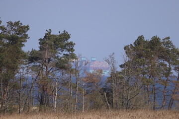 A ship at sea with the horizon behind the trees