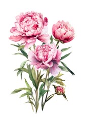 Watercolor bouquet of pink peonies isolated on white background. Generative AI.