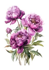 Watercolor bouquet of violet peonies isolated on white background. Generative AI.