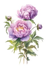 Watercolor bouquet of violet peonies isolated on white background. Generative AI.