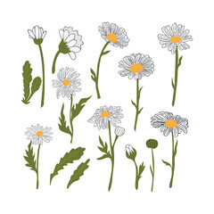 Hand Drawn Daisy Flower Cartoon Illustration. A simple flower on white background. Vector illustration.