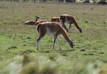Naklejka na ściany i meble Lama animal, , in pampas grassland environment, La Pampa province, Patagonia, Argentina