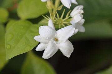 Naklejka na ściany i meble close up of white flowers