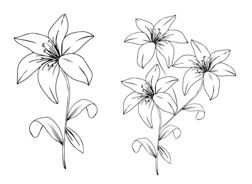 vector hand drawn bouquets lily florals decorative elements of botanical design