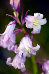 Fototapeta na wymiar Close Up Of Pretty Bluebell Florwers for Spring Blossoming