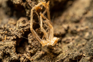 close up of a spider stains