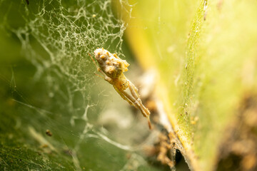 spider on a leaf