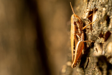 Caelifera on wood