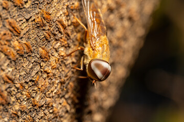 Tabanidae on a branch