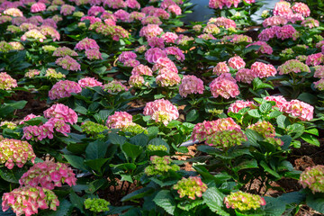 The Hydrangea is pink color. Flowers are blooming in the garden.