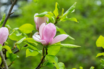 close up magnolia tree blossom in springtime. tender pink flowers bathing in sunlight. warm april weather.
