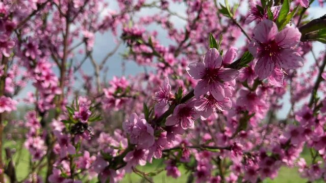 A peach tree in bloom with bright pink flowers in bright sunshine on a fine day. Close view. For video presentation, advertising.