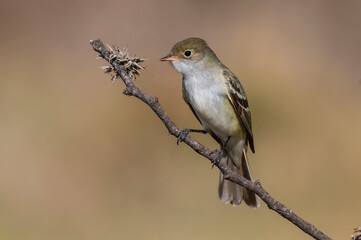 White crested Elaenia, Elaenia albiceps, calden Forest, La Pampa province , Patagonia, Argentina