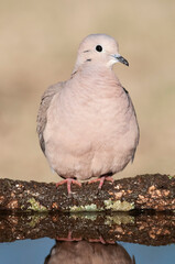 Picui Ground Dove,  in Calden forest environment, La Pampa province, Patagonia,Argentina.