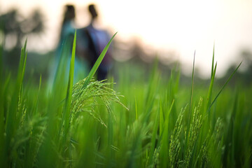 green grass and blue sky