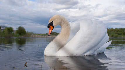 white swan on the water © Олександр