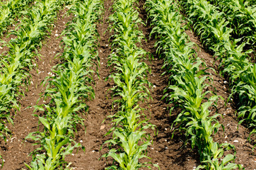 Rows of maize plants in a field