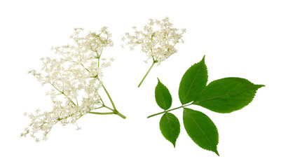 Elder flowers isolated on a white background.