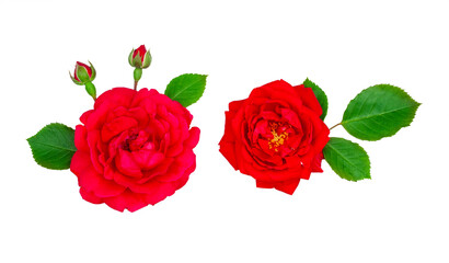 Red rose isolated on a white background