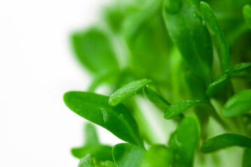 Microgreens close up. Germinated sprouts. Selective focus.