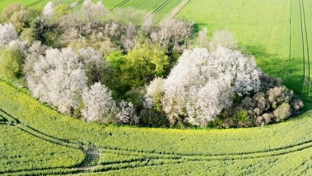 Drohne fliegt &uuml;ber bl&uuml;hende Bauminsel im Agrarland im Fr&uuml;hling, Luftaufnahme
