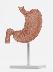 Realistic 3D Render of Human Stomach Model