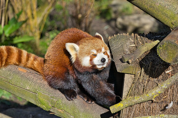 Red panda squints his eyes on a very windy day