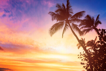 Plakat Silhouette coconut palm tree on sunset sky background