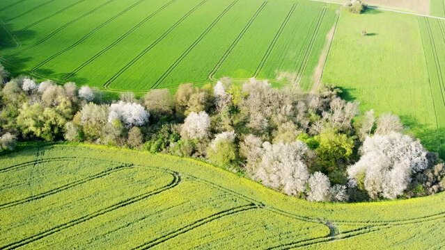 Drohne fliegt &uuml;ber bl&uuml;hende Bauminsel im Agrarland im Fr&uuml;hling, Luftaufnahme