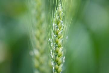 green wheat field