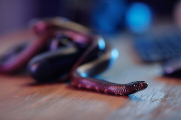 Close-up of copper rat snake with focus on its head creeping over wooden table in front of camera...