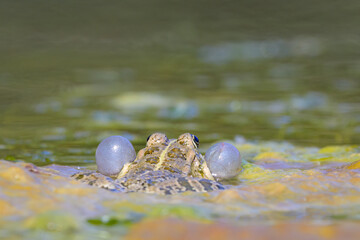 A water frog calling in a pond in Croatia