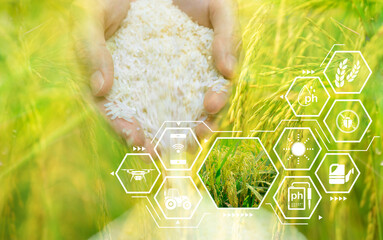 Smart agriculture with modern technology. Woman hand holding rice and rice field with smart farming...