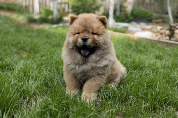 Close-up portrait of chow chow puppy sitting on the grass.
