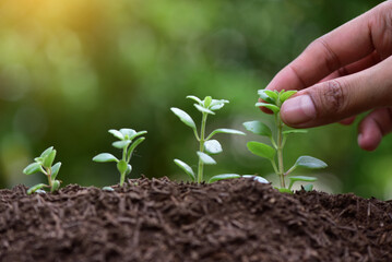 Farmers take growing seedlings and transplant them into the soil in a sunny location. The concept of planting trees to reduce global warming, organic fertilizers and reforestation