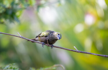 A curious Palm Tanager, thraupis palmarum, perched on a branch in soft morning light.