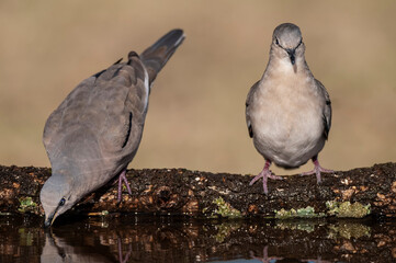 Picui Ground Dove,  in Calden forest environment, La Pampa province, Patagonia,Argentina.