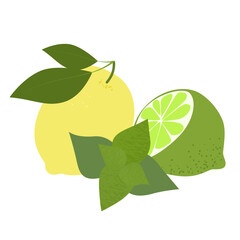 Lemon lime citrus mint composition. Summer fruits textured. Hand drawn organic vector illustration